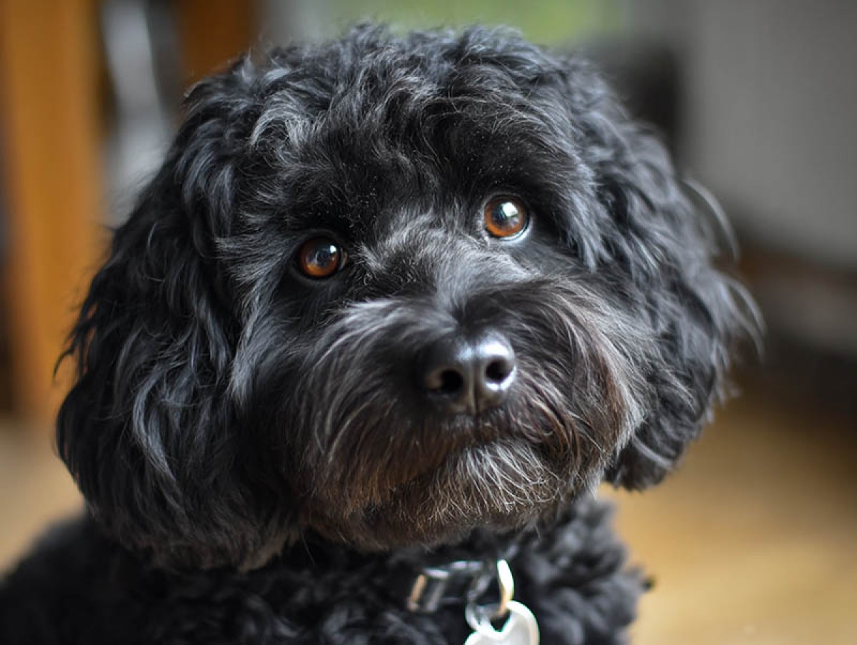 1750685951-jwebguy_a_black_cockapoo_--ar_43_--v_7_--draft_1d7484cc-196e-4a13-860d-e6c0f312b166_3_copy.jpg