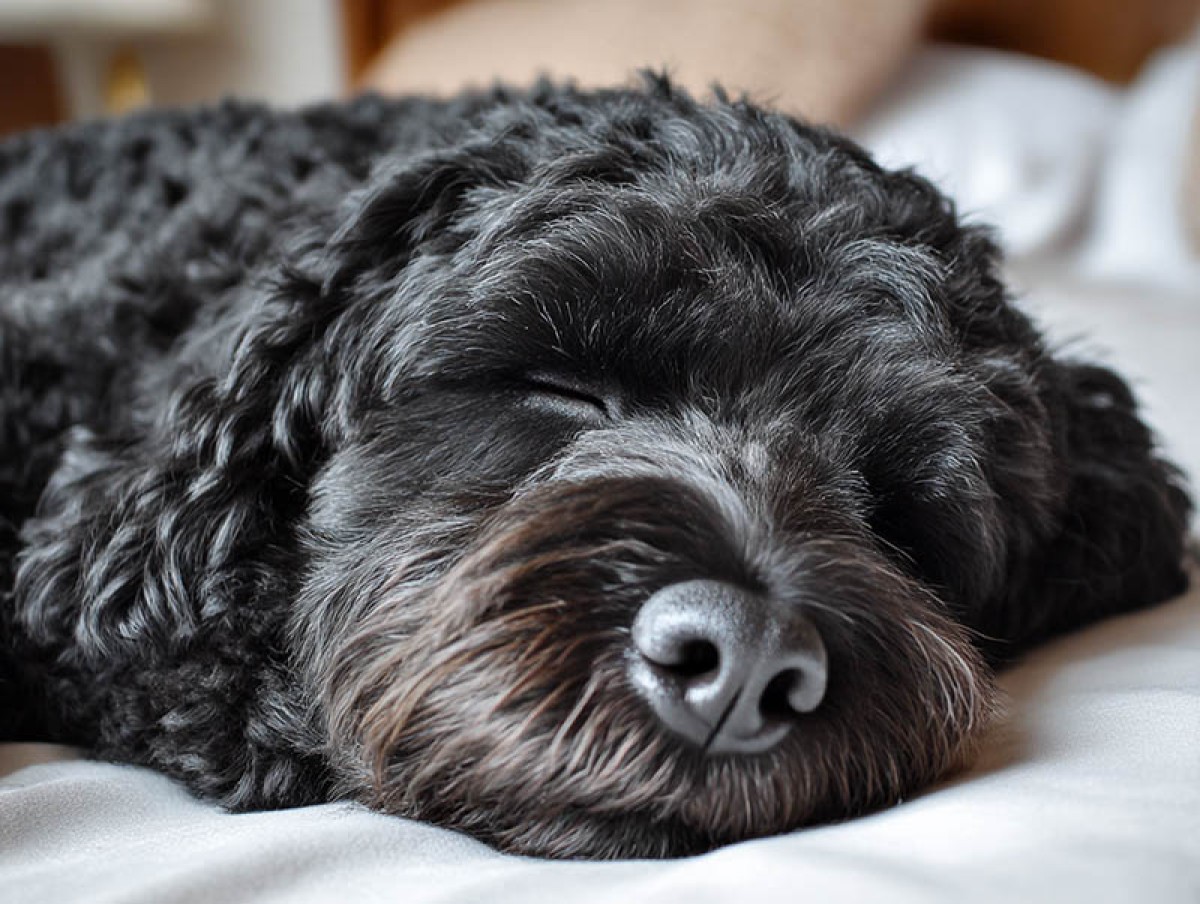 1750685951-jwebguy_a_black_cockapoo_asleep_--ar_43_--v_7_--draft_1b00120b-7b26-477a-8b2f-dbee494cb890_0_copy.jpg