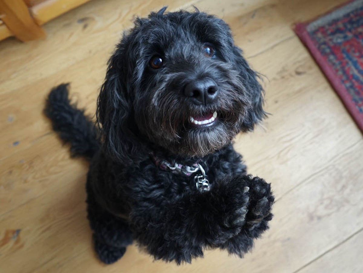 1750685951-jwebguy_a_black_cockapoo_begging_--ar_43_--v_7_--draft_9d492bd1-a126-44ff-ae00-4950bdbfc606_1_copy.jpg