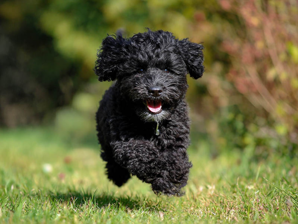 1750685951-jwebguy_a_black_cockapoo_running_--ar_43_--v_7_--draft_c5fec1e5-caf1-4b70-aebd-db4e53c98b6e_0_copy.jpg