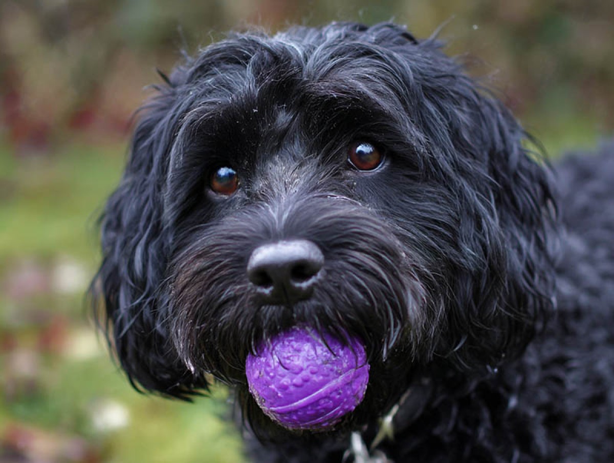 1750685951-jwebguy_a_black_cockapoo_with_a_purple_ball_--ar_43_--v_7_--d_69e5b4d2-4fe8-4922-b4fe-6ba694087a95_2_copy.jpg