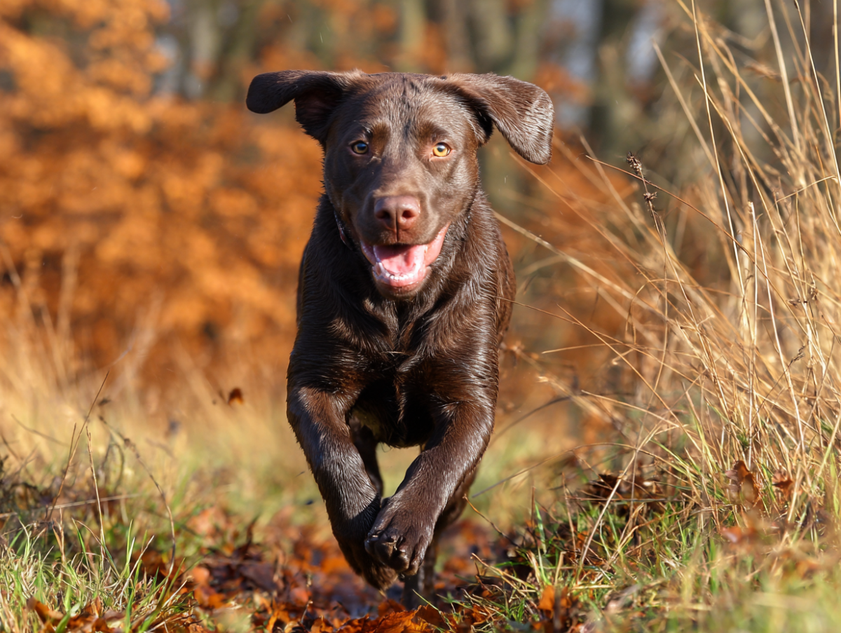 1747226317-jwebguy_a_labrador_running_--ar_43_--v_7_6f283921-053a-4748-ab48-f96aab750cde_2.png