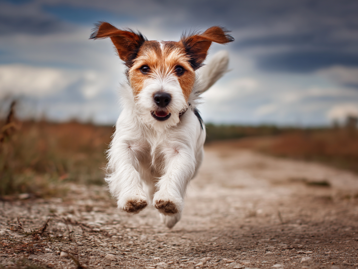 1747226773-jwebguy_Jack_Russell_running_--ar_43_--v_7_74dc316d-d785-4316-9445-8dc0d23f43b1_3.png
