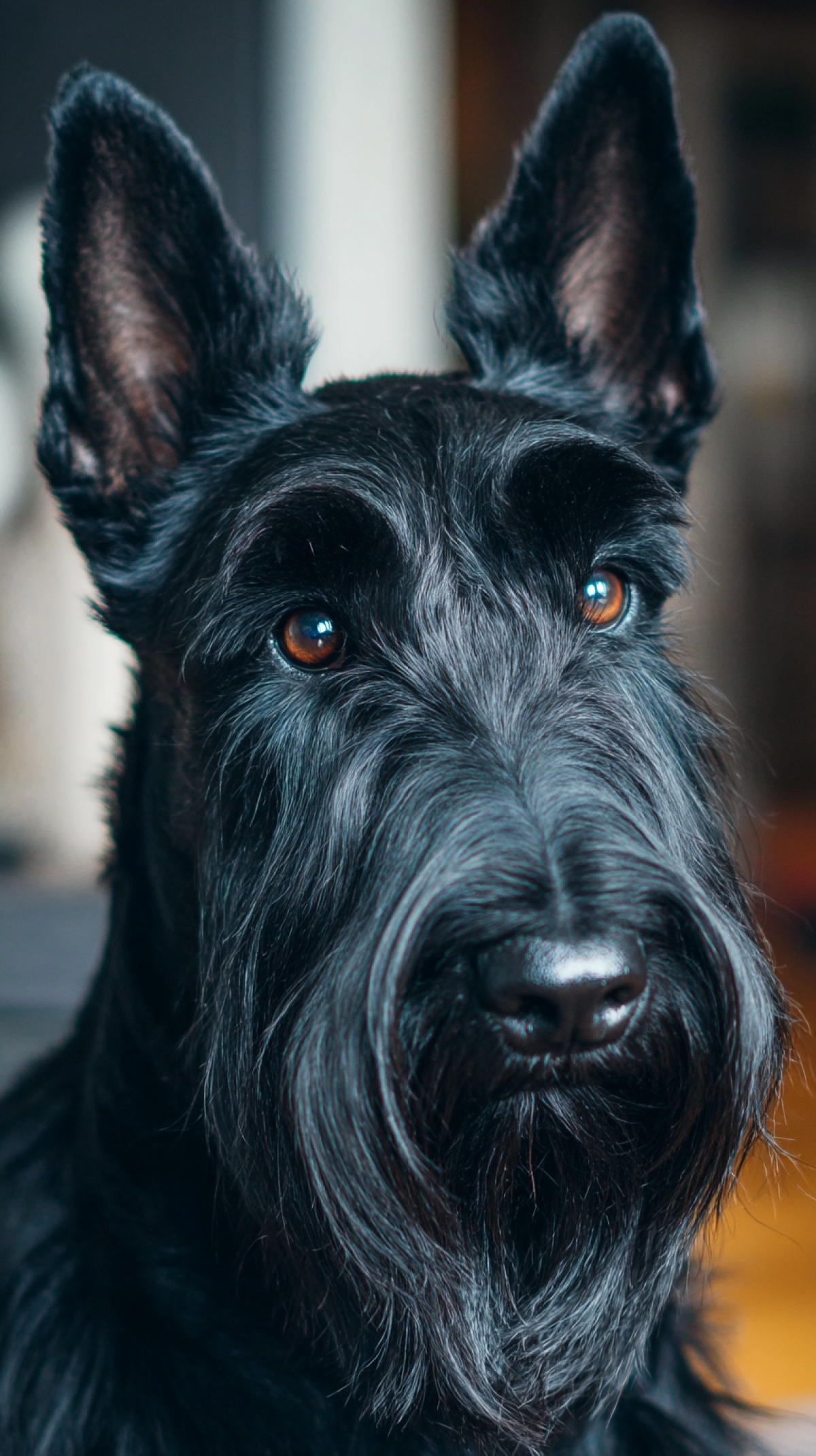1747225360-jwebguy_a_scottish_terrier_--ar_916_--v_7_dbd869e4-11f2-428b-92f6-714e87b3b41a_2.png