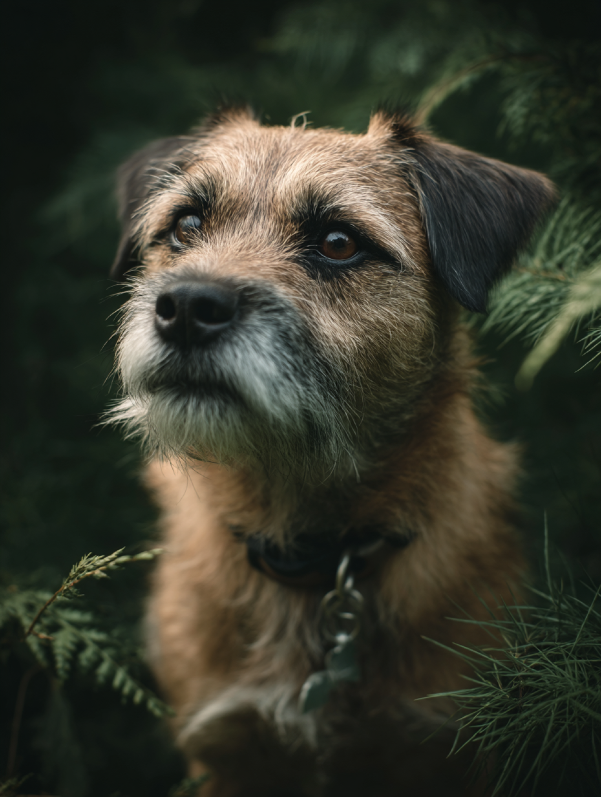 1747226057-jwebguy_a_border_terrier_--ar_34_--v_7_cdf4f4e3-8171-4ec7-a905-d31a77bfc23d_3.png