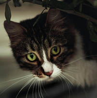 cat