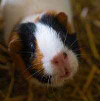 hamster