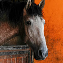 horse
