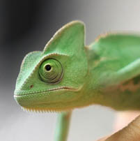lizard