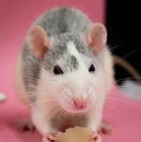 mouse