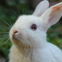 rabbit